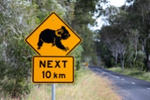 Koala crossing