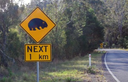 Wombat crossing